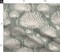 Vintage Style Dandelions Gray Cream Neutral Flowers Floral Nature Custom Printed Fabric by Spoonflower Various Fabrics by the Yard or Fat Quarter